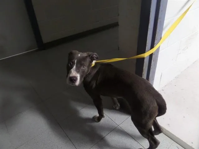 A young small-sized male Pit Bull Terrier dog named Xeno for adoption in Augusta, GA