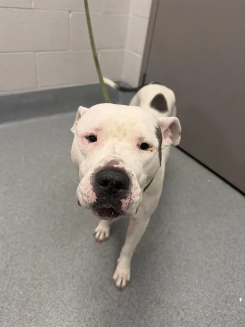 An adult medium-sized female Pit Bull Terrier dog named Belle for adoption in Indianapolis, IN