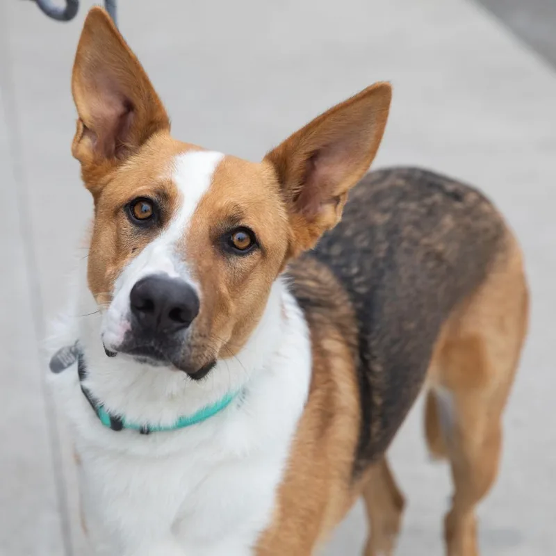 An adult medium-sized male Brown / Chocolate Mixed Breed dog named Levi for adoption in Salt Lake City, UT