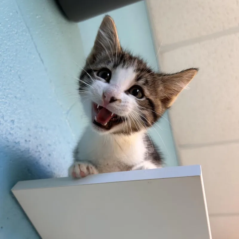 A baby small-sized male White Domestic Short Hair cat named Joe for adoption in Roxboro, NC