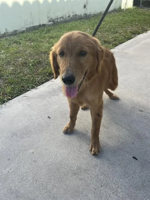 A young medium-sized female Golden Retriever dog named Goldy for adoption in Miami, FL