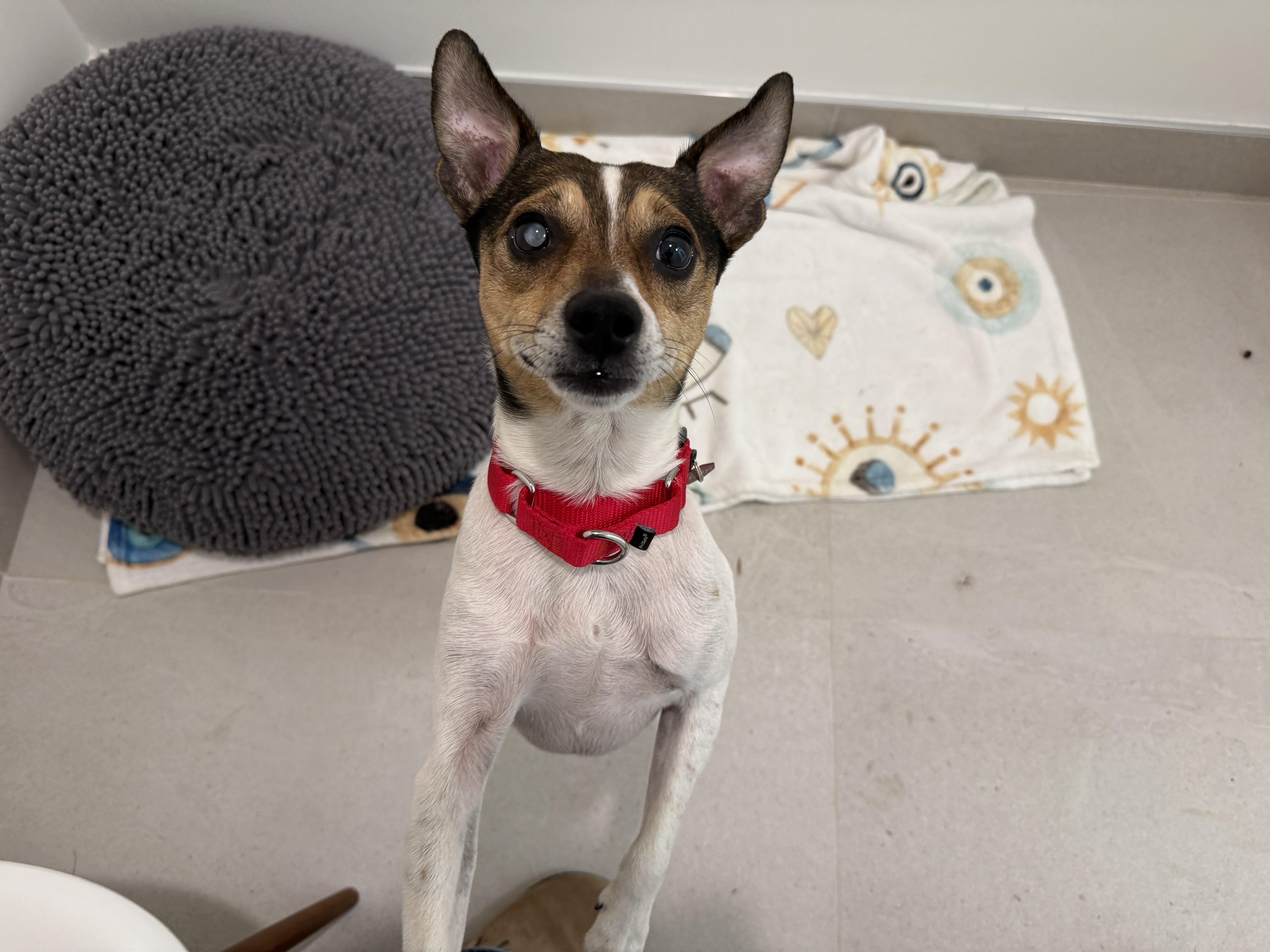A young small-sized male Tricolor (Brown, Black, & White) Jack Russell Terrier dog named Zuzu for adoption in Evanston, IL