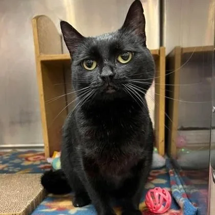 A young medium-sized female Black Domestic Short Hair cat named Padme for adoption in Warr Acres, OK