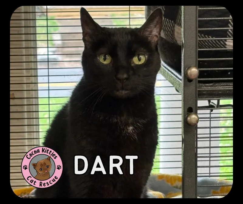 Dart
