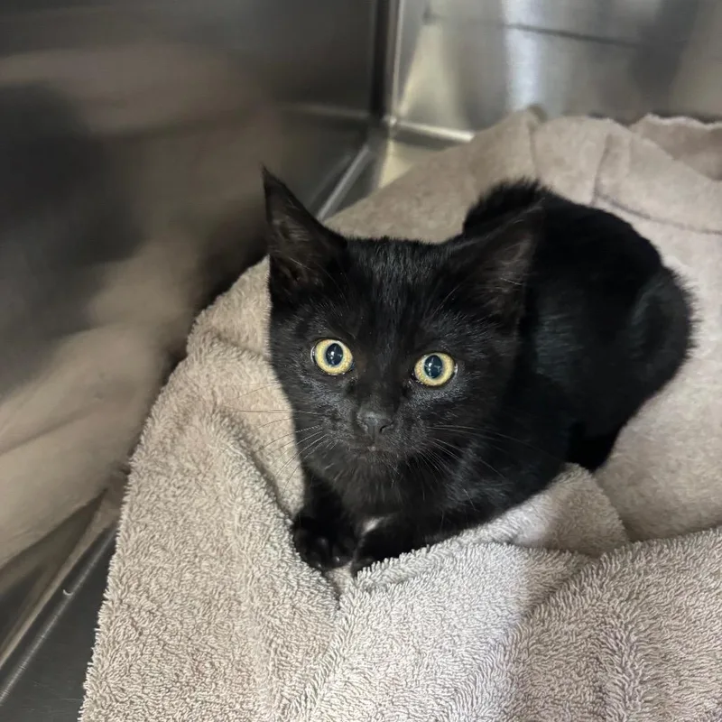 A baby small-sized female Domestic Short Hair cat named Sid for adoption in Spokane, WA