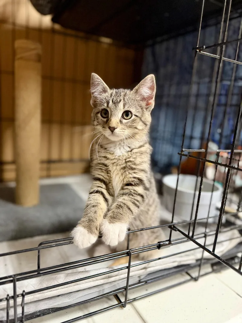 A baby medium-sized female Tabby (Buff / Tan / Fawn) Domestic Short Hair cat named Isis for adoption in Reeseville, WI