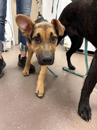 A baby medium-sized female German Shepherd Dog dog named Gwen for adoption in South Bend, IN