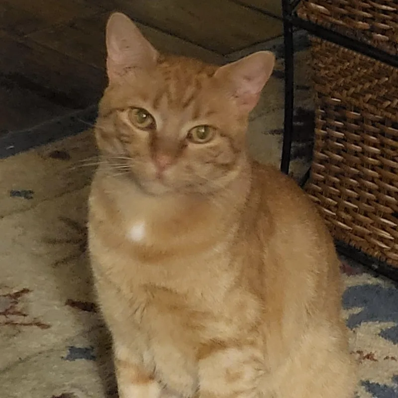 An adult medium-sized male Tabby (Orange / Red) Domestic Short Hair cat named Sunny Pie for adoption in Bentonville, AR