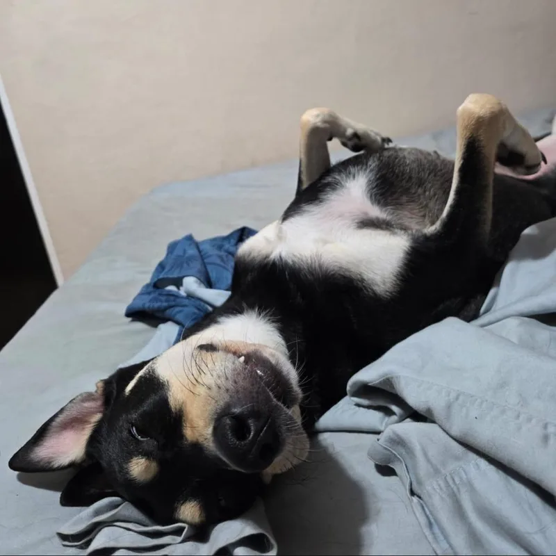 An adult medium-sized female Black Mixed Breed dog named Skye for adoption in Bayamon, PR