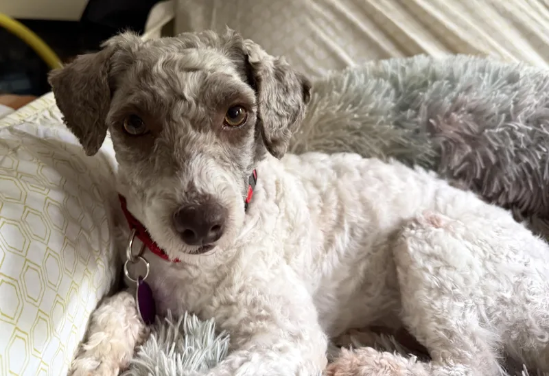 An adult small-sized male White / Cream Poodle dog named Jack for adoption in Brooklyn, NY