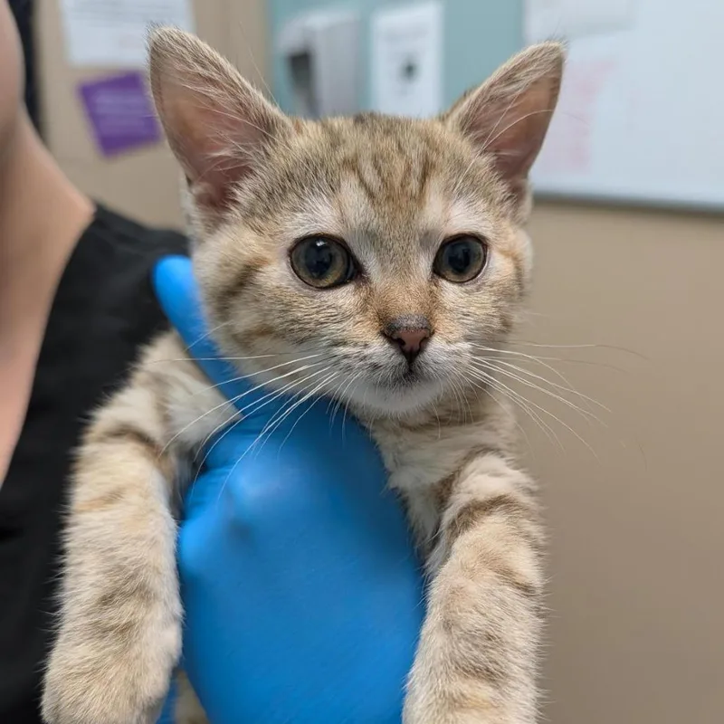 A baby small-sized female Brown / Chocolate Domestic Short Hair cat named Apricot for adoption in Tacoma, WA
