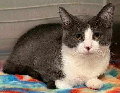 A young medium-sized male Gray & White Domestic Short Hair cat named Jellybean for adoption in Lakeside, AZ