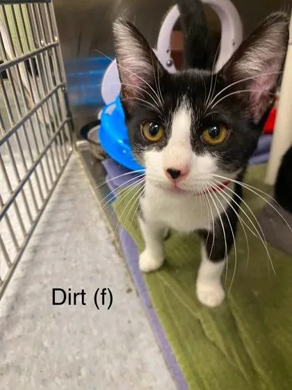 Dirt