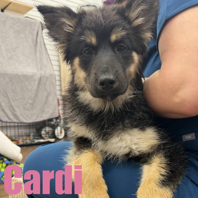 A baby large-sized female Shepherd dog named Cardi for adoption in Ellicott City, MD