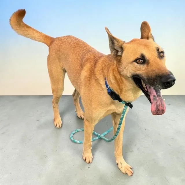 An adult medium-sized male German Shepherd Dog dog named Doc Holiday for adoption in Williston, VT