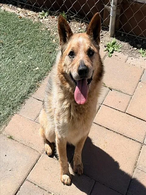 A senior medium-sized male Australian Cattle Dog / Blue Heeler dog named Mitchell for adoption in Salinas, CA