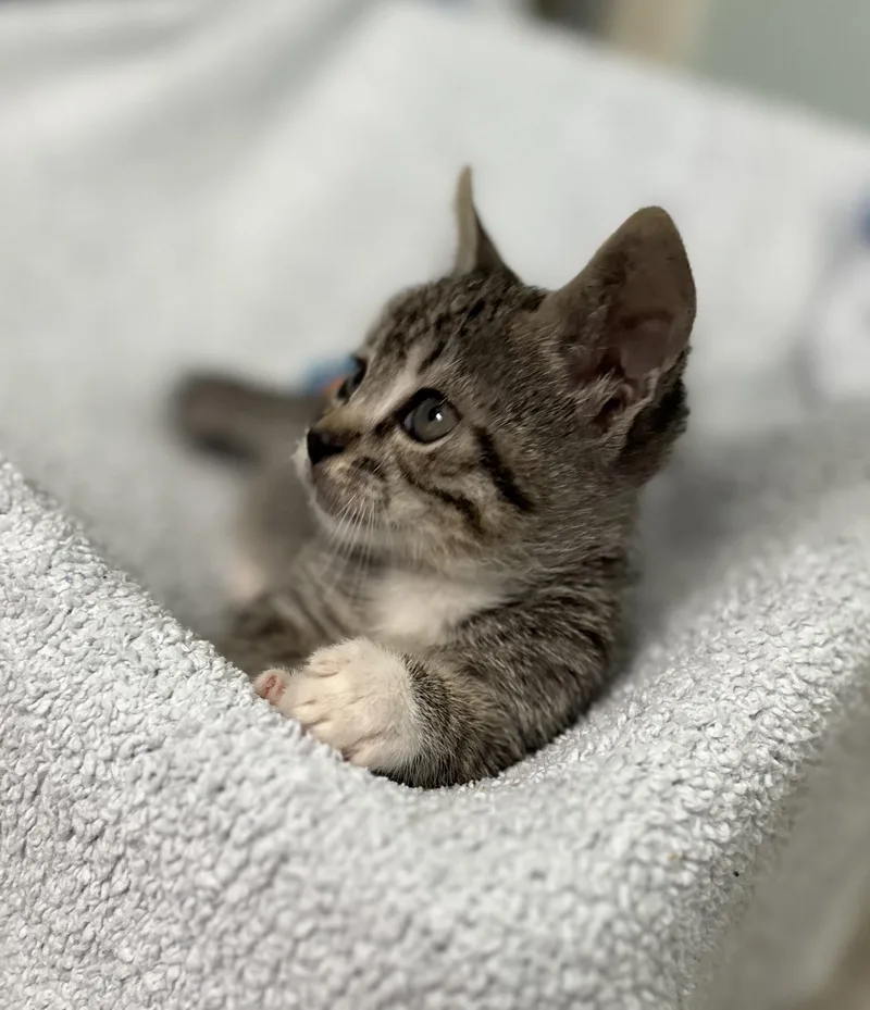 A baby medium-sized male Tabby (Gray / Blue / Silver) Domestic Short Hair cat named Pippi for adoption in Brooksville, FL