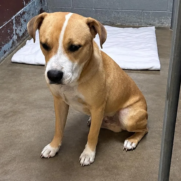 A young medium-sized male Yellow / Tan / Blond / Fawn Mixed Breed dog named Nugget for adoption in Pine Bluff, AR