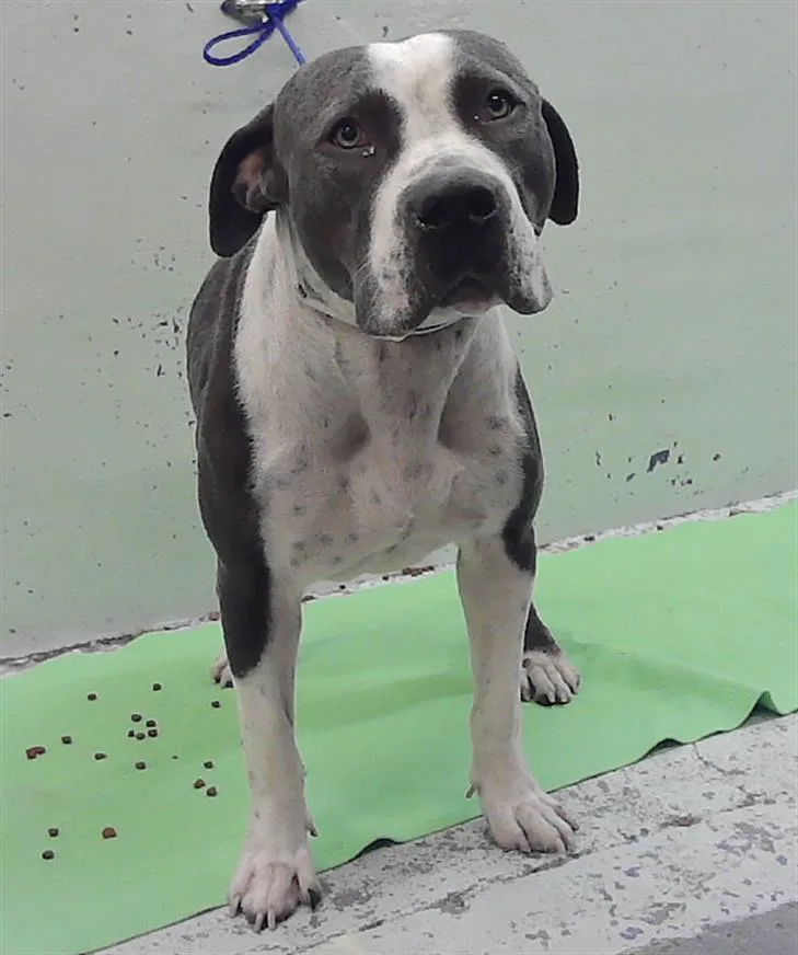 An adult large-sized male Staffordshire Bull Terrier dog named Moose for adoption in Houston, TX