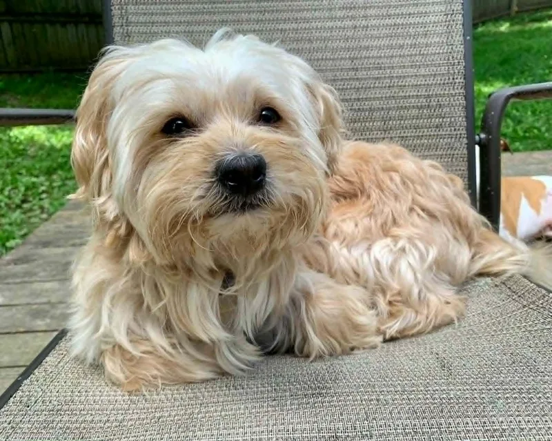 An adult small-sized male Yellow / Tan / Blond / Fawn Lhasa Apso dog named Mayhem for adoption in Dayton, OH