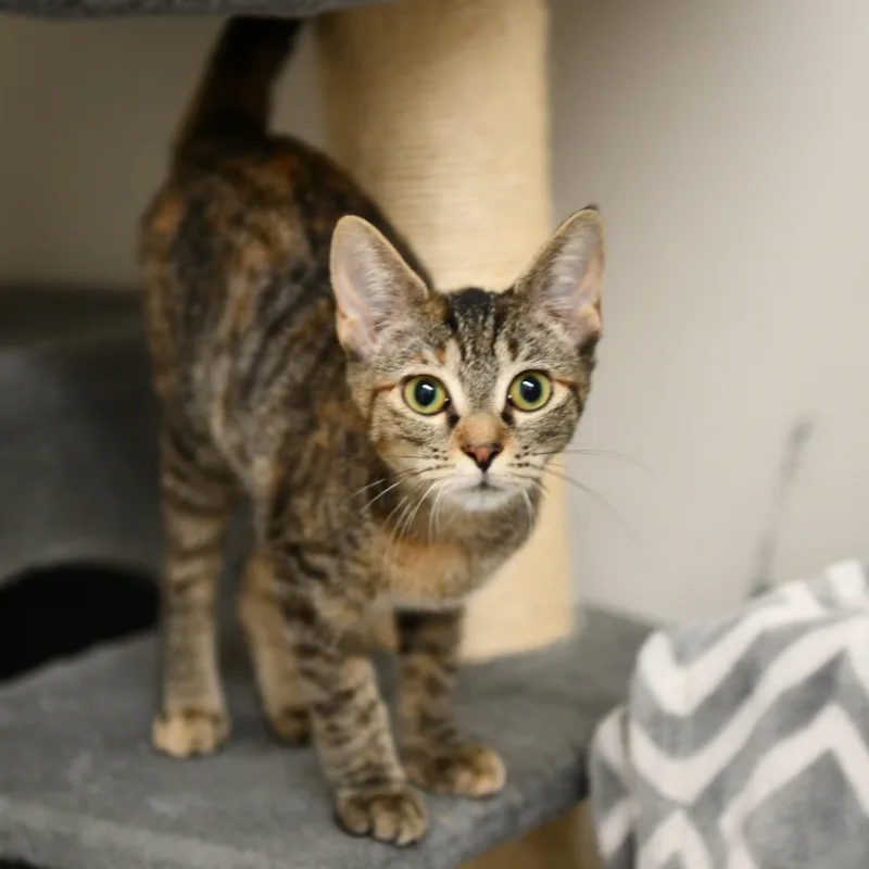A baby medium-sized female Torbie Domestic Short Hair cat named Weasel for adoption in Fairhope, AL