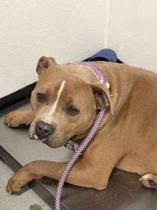 An adult large-sized male Mixed Breed dog named Biscuit for adoption in West Chester, PA