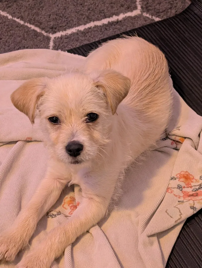 A baby small-sized male White / Cream Chihuahua dog named Jack Jack for adoption in Houston, TX