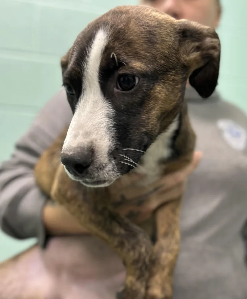A baby medium-sized female Bicolor Mixed Breed dog named Gala for adoption in Manchester, TN