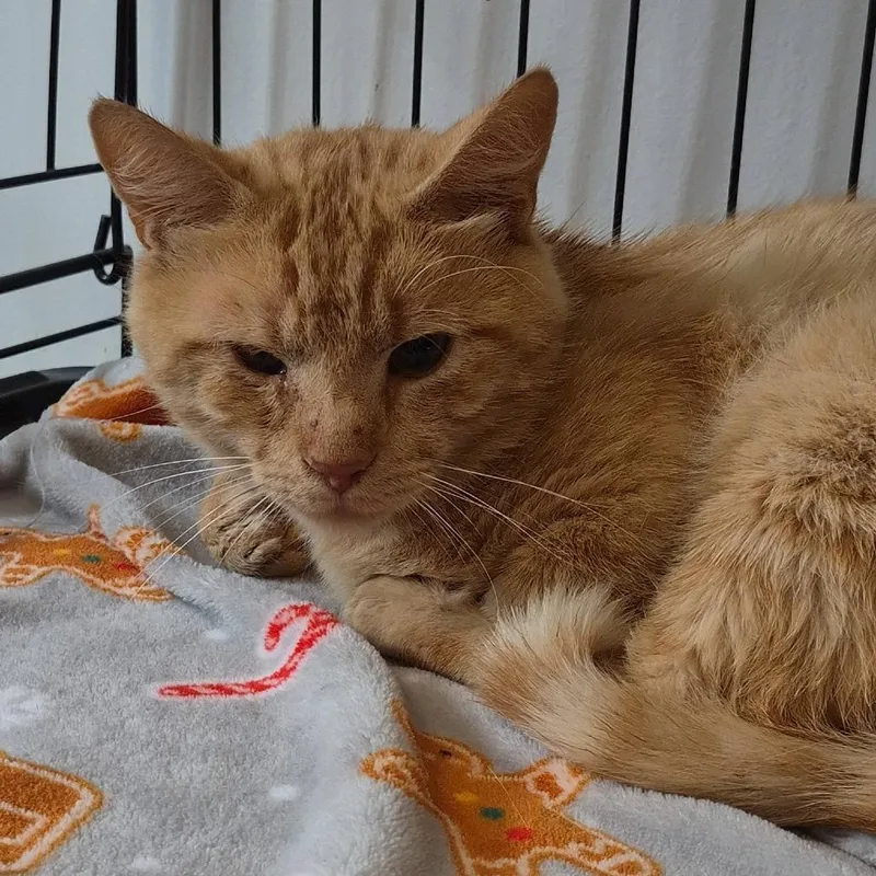 An adult medium-sized male Orange / Red Domestic Short Hair cat named Doug for adoption in Cleveland, MS