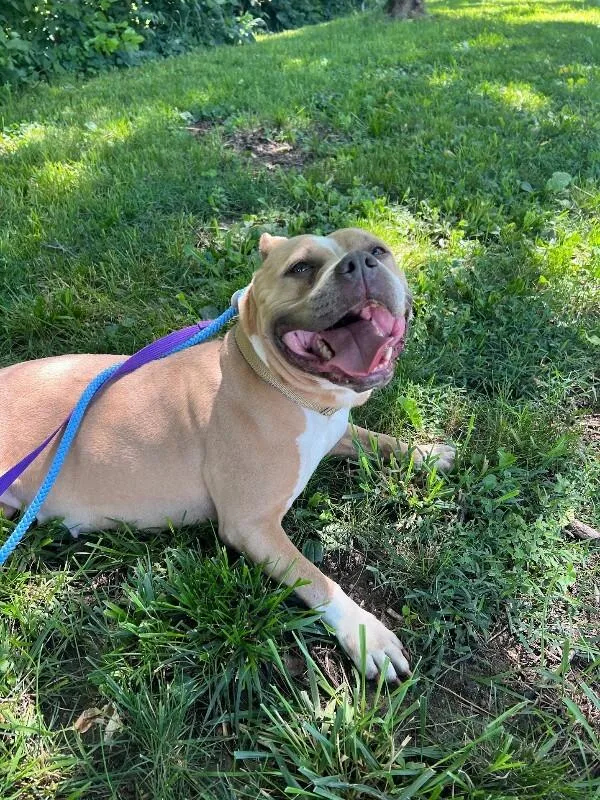 An adult large-sized female Brown / Chocolate Mixed Breed dog named Nina for adoption in Cincinnati, OH