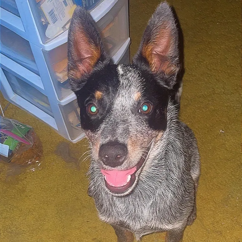 A young small-sized male Black Australian Cattle Dog / Blue Heeler dog named Denali for adoption in Uniontown, PA