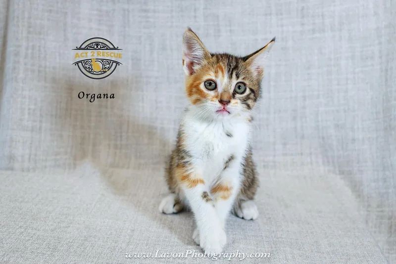 A young medium-sized female Domestic Short Hair cat named Organa for adoption in Riverside, CA
