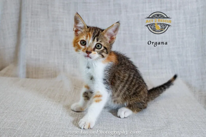 Organa thumbnail 3