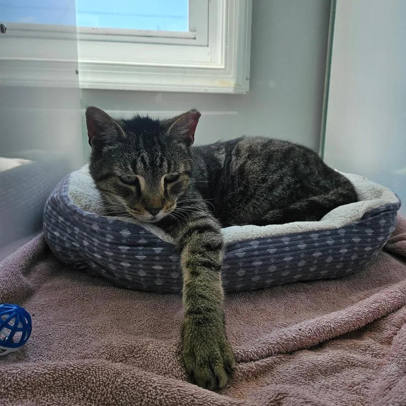 A senior medium-sized male Brown / Chocolate Domestic Short Hair cat named Tony for adoption in Ridgely, MD