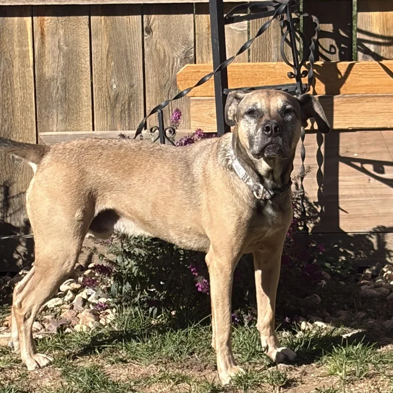 An adult large-sized male Bicolor Boxer dog named Ty for adoption in Estes Park, CO