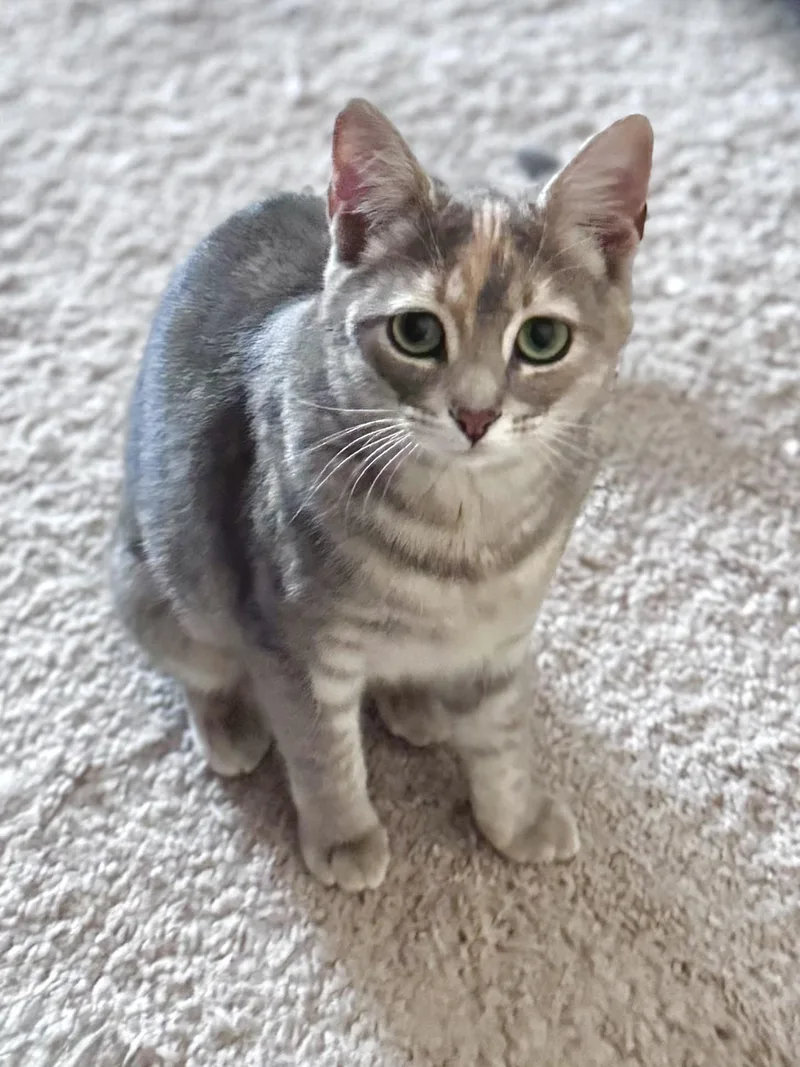 A baby medium-sized female Tortoiseshell Domestic Short Hair cat named Honey Kb for adoption in Greenville, SC