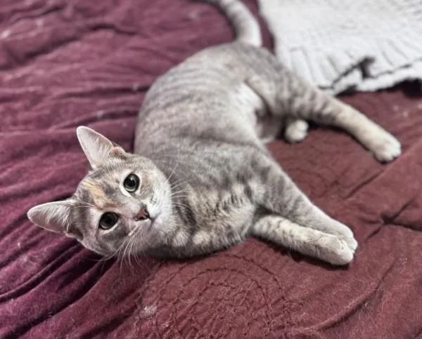 Honey Kb thumbnail 2