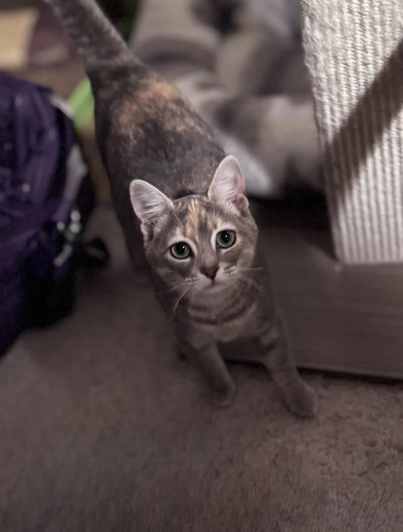 Honey Kb thumbnail 3