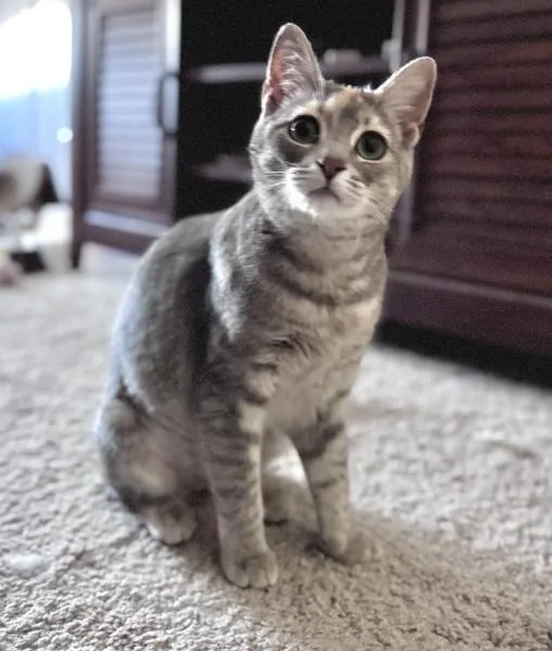 Honey Kb thumbnail 4