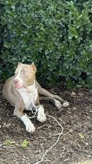 An adult large-sized male Mixed Breed dog named Ghost Rider for adoption in Dallas, TX
