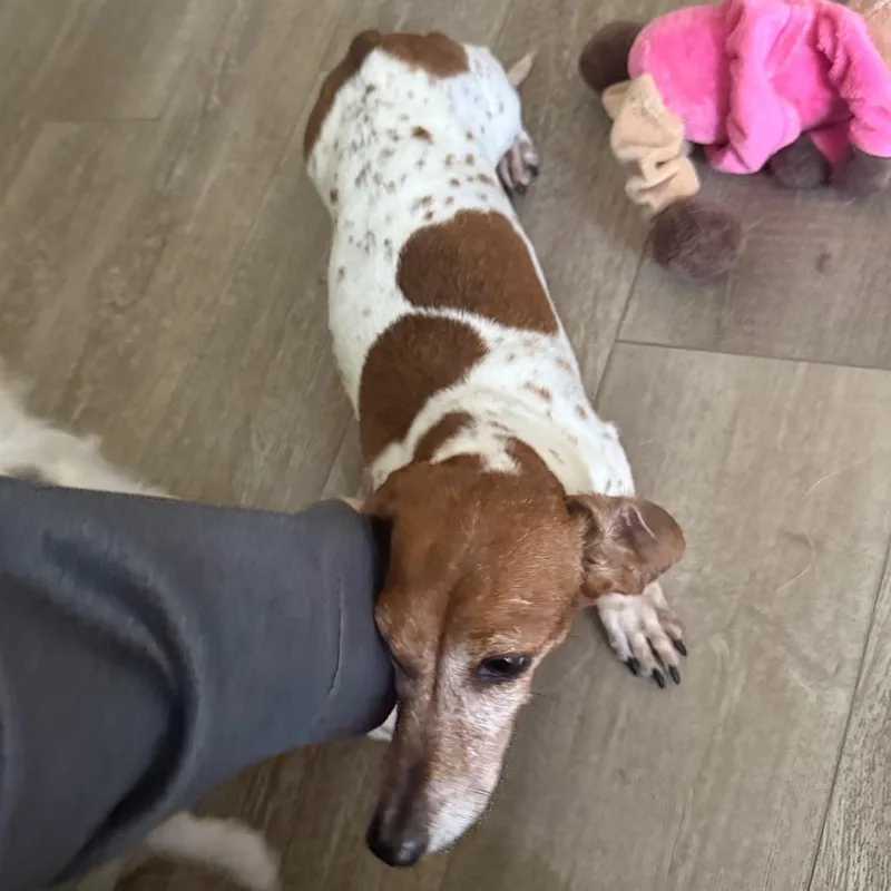 An adult small-sized female White / Cream Dachshund dog named Vienna for adoption in Normal, IL