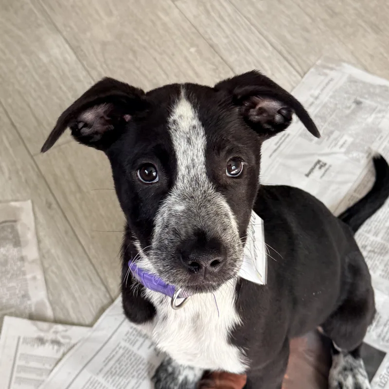 A baby medium-sized female Pointer dog named Allesandra for adoption in Columbia, MD