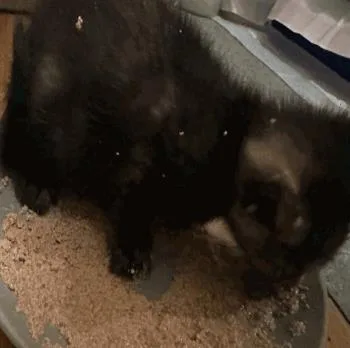 A baby small-sized female Domestic Short Hair cat named Jekyll for adoption in Largo, FL