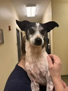 A senior small-sized male Terrier dog named A for adoption in Lees Summit, MO