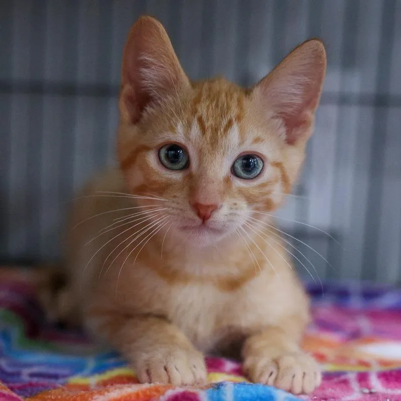 A baby small-sized male Orange / Red Domestic Short Hair cat named Garfield for adoption in Bradenton, FL