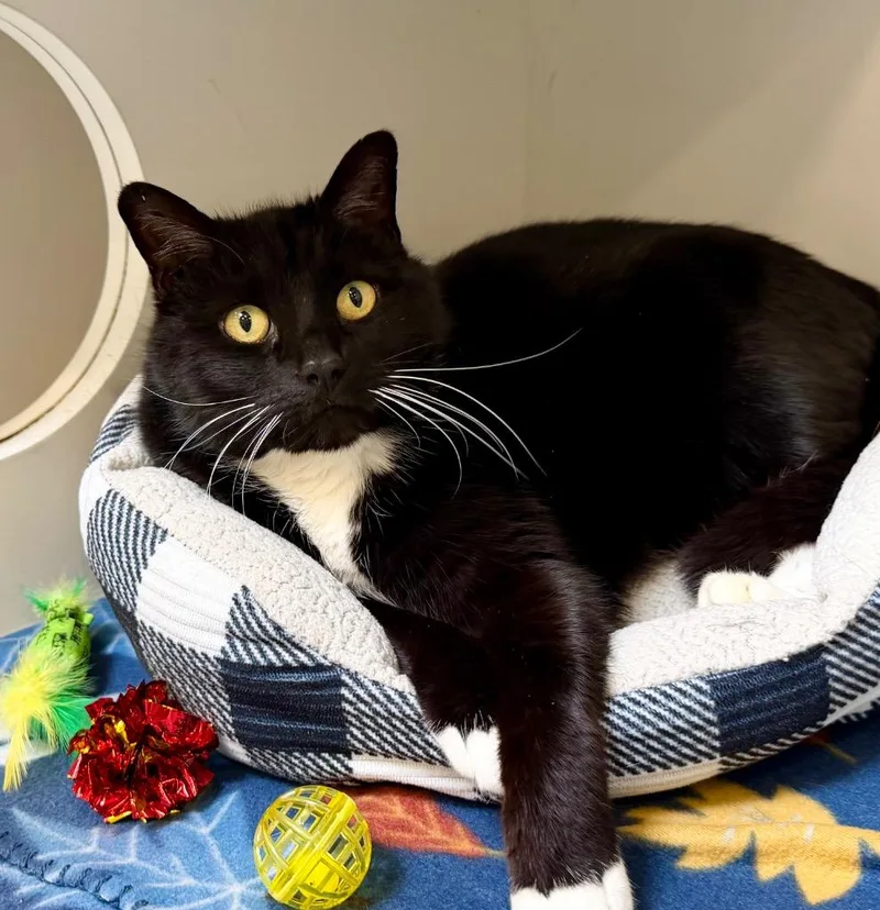 A senior medium-sized male Domestic Short Hair cat named Wynn for adoption in Columbia, IL