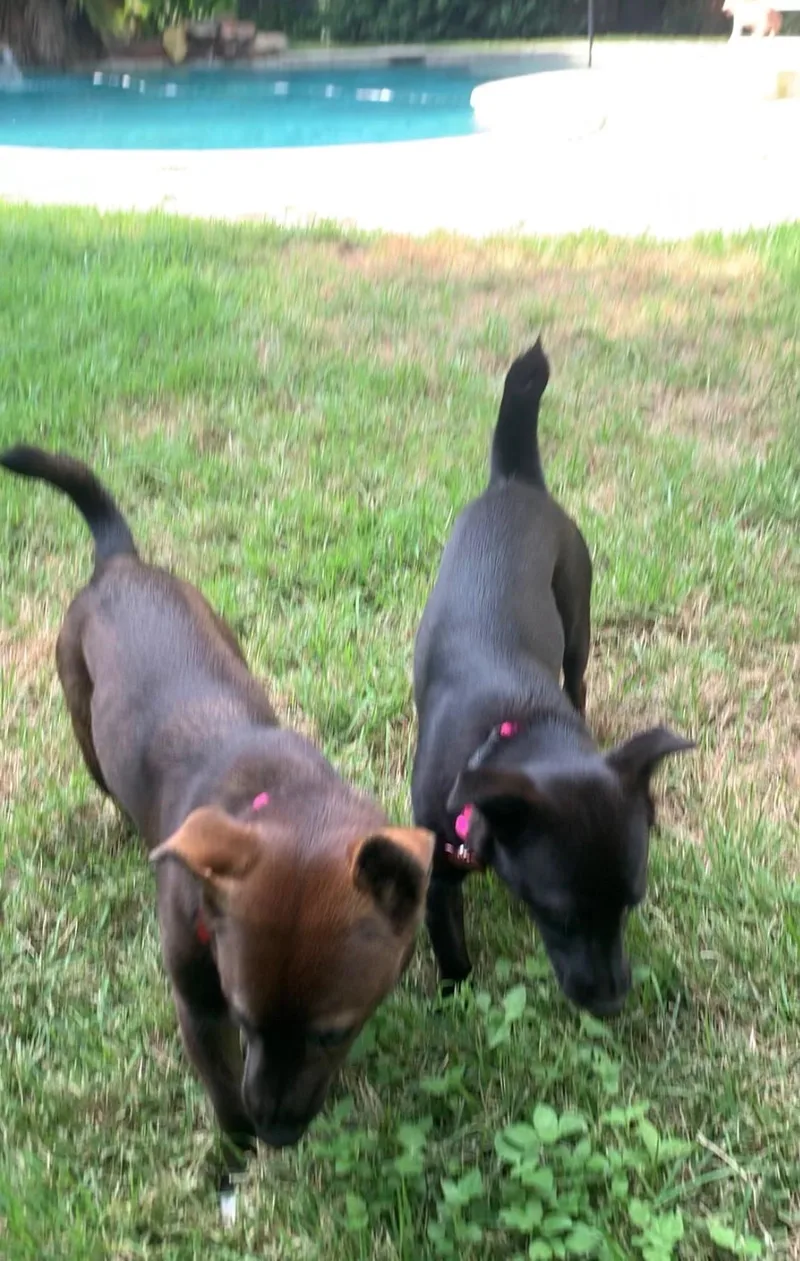 Pepper Mint thumbnail 6