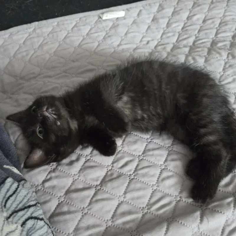 A baby medium-sized male Black Tabby cat named Onyx for adoption in Harrisburg, PA