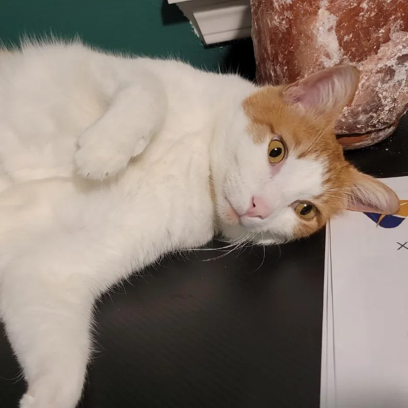 An adult extra large-sized male Orange / Red Domestic Short Hair cat named Charlie for adoption in Spokane, WA