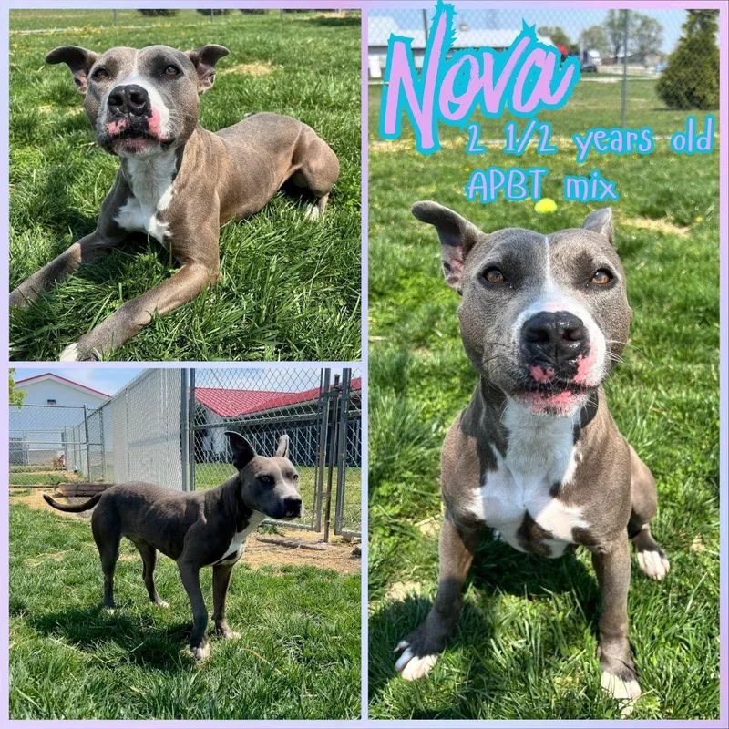 An adult medium-sized female Gray / Blue / Silver Pit Bull Terrier dog named Nova for adoption in Franklin, IN